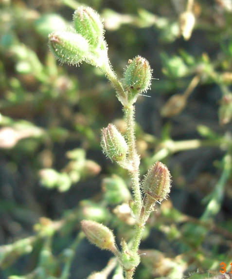 Spiaggia di Montenero1 - Spergularia cfr. maritima